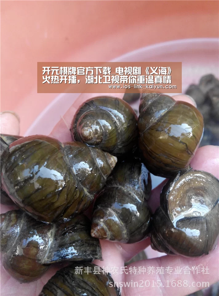 开元棋牌官方下载