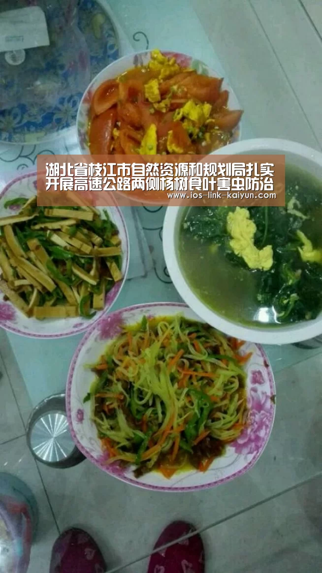 湖北省枝江市自然资源和规划局扎实开展高速公路两侧杨树食叶害虫防治工作:开云体育首页(图2) 开元棋牌