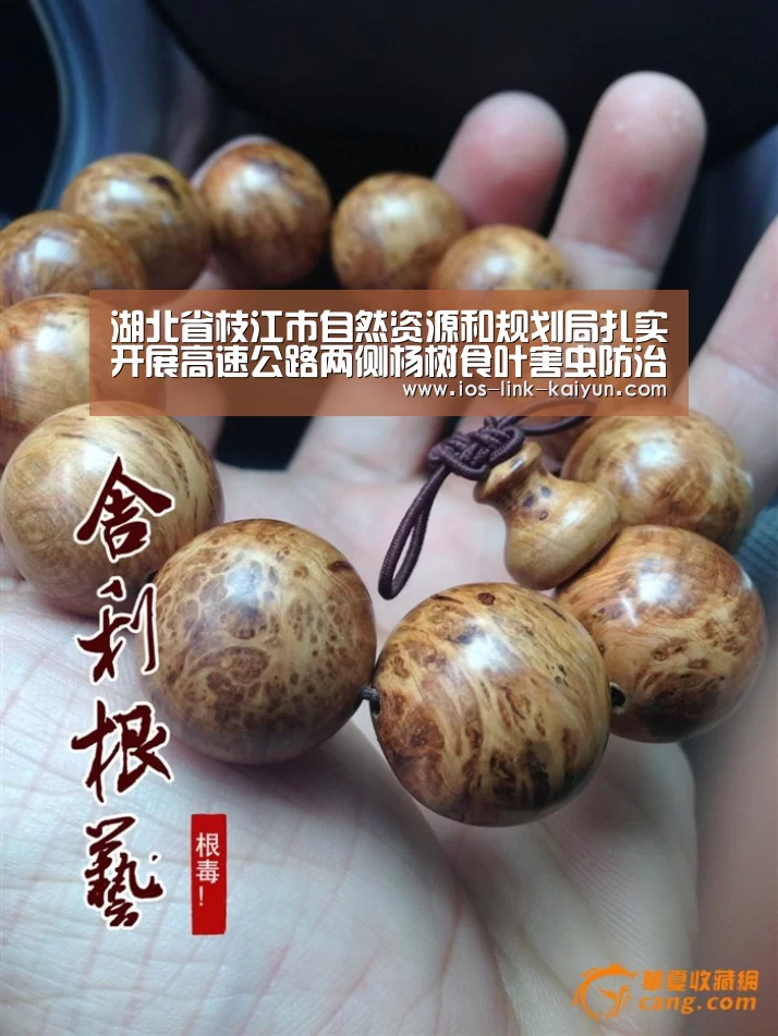 湖北省枝江市自然资源和规划局扎实开展高速公路两侧杨树食叶害虫防治工作:开云体育首页(图3) 开元棋牌官方下载